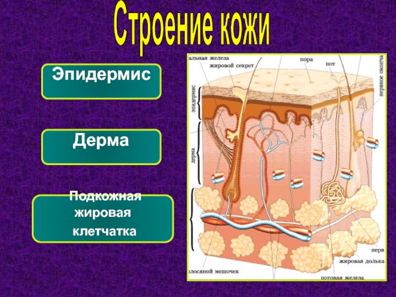 Кожа и подкожная клетчатка