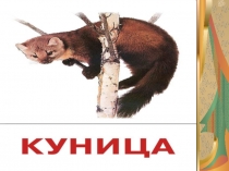 Куница