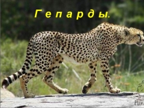 Гепарды