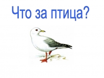 Что за птица?