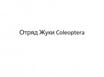 Отряд Жуки coleoptera