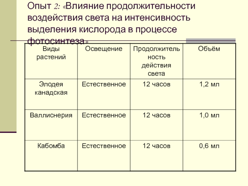 Лабораторная работа выделение кислорода в процессе фотосинтеза. Выделение кислорода на свету опыт. Фотосинтез опыт выделение кислорода. Опыт выделение кислорода растениями. Процесс выделения кислорода на свету аквариумными растениями.