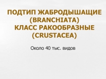 Подтип жабродышащие, класс ракообразные