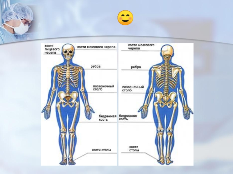 Скелет человека опорно двигательная система
