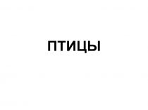 Птицы