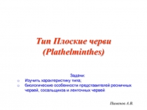 Тип Плоские черви и его особенности