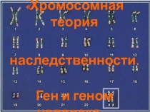 Хромосомная теория наследственности. Ген и геном человека