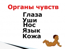 Органы чувств