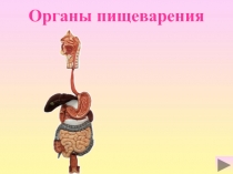 Органы пищеварения