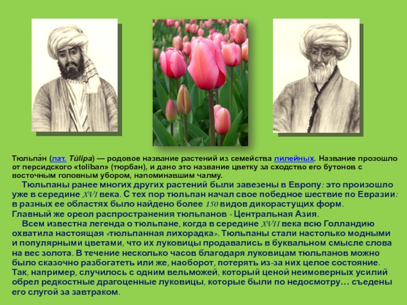 Легенда о тюльпане. Тюльпа́н Ге́снера (лат. Túlipa gesneriána). Тюрбан как тюльпан.