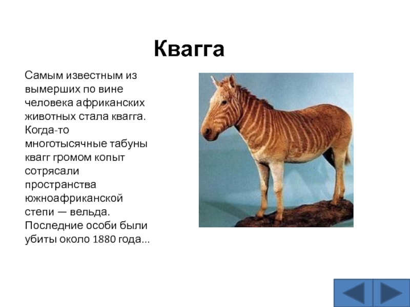 Исчезнувшие виды животных по вине человека. Зебра квагга красная книга краткое описание. Квагга вымершее животное. Зебра квагга причина исчезновения.