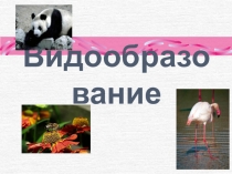 Видообразование