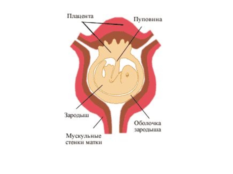 Схема как происходит развитие детеныша в матке у млекопитающих