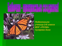 Бабочки - прекрасные создания
