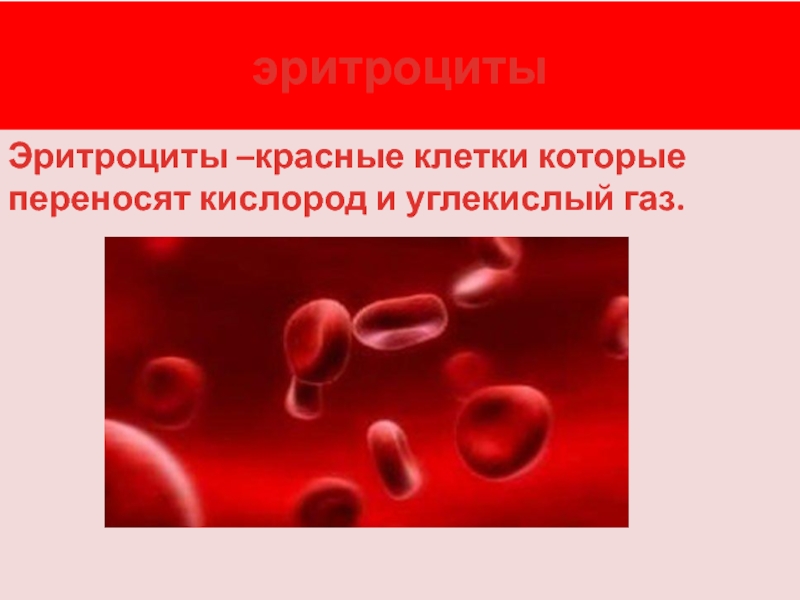 Эритроциты переносят кислород. Эритроциты переносят кислород и углекислый ГАЗ. Красные кровяные клетки переносящие кислород. Клетки которые переносят кислород.