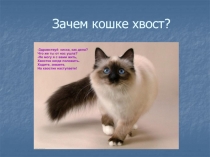 Зачем кошке хвост?