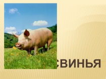 СВИНЬЯ