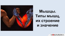 Мышцы.
Типы мышц, их строение и значение