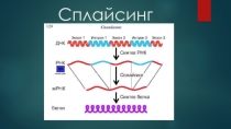 Сплайсинг