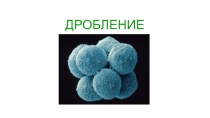 ДРОБЛЕНИЕ