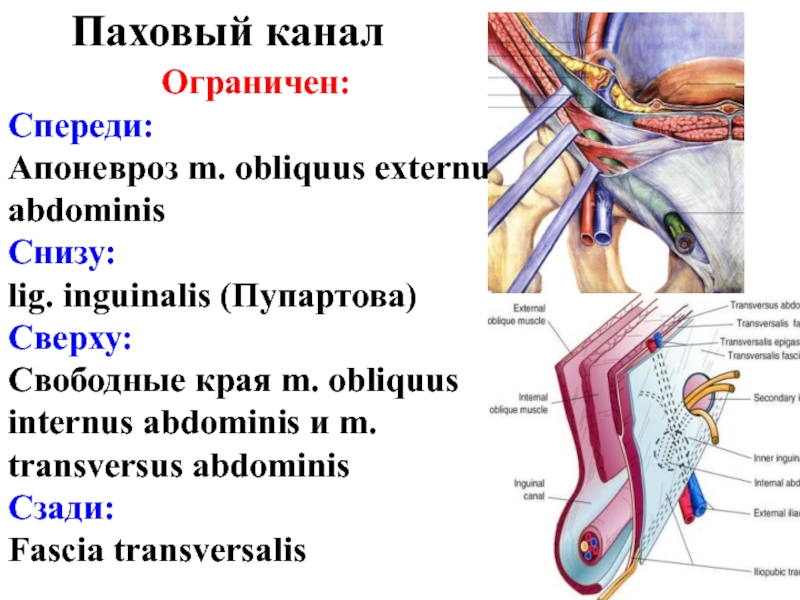 Схема топографии пахового канала