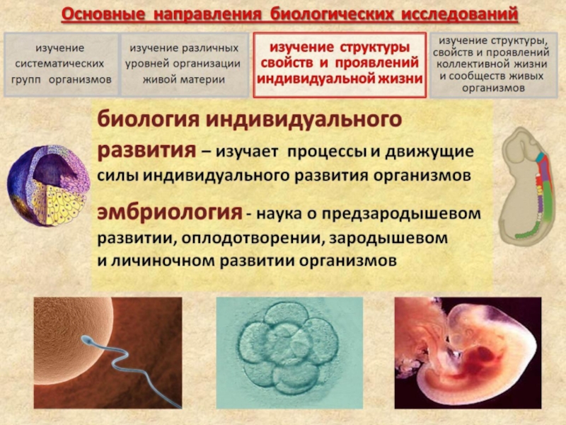 Биологические исследования проводятся. Основные направления биологических исследований. Перспективные направления биологических исследований. Направление на биологическое исследование. Основный направления биологии.