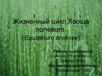 Жизненный цикл Хвоща полевого.
( Equisétum arvénse )
Работу выполнила: ученица