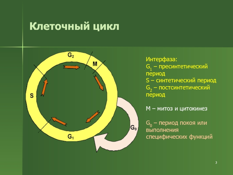 Пресинтетический период митоза рисунок