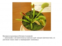 Венерина мухоловка ( Dionaea muscipula )
— миксотроф: в её вегетативных органах