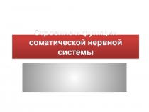 Строение и функции соматической нервной системы стрени