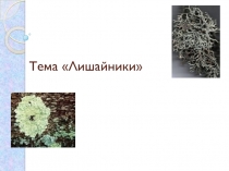 Тема Лишайники