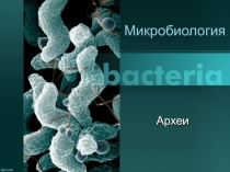 Археи