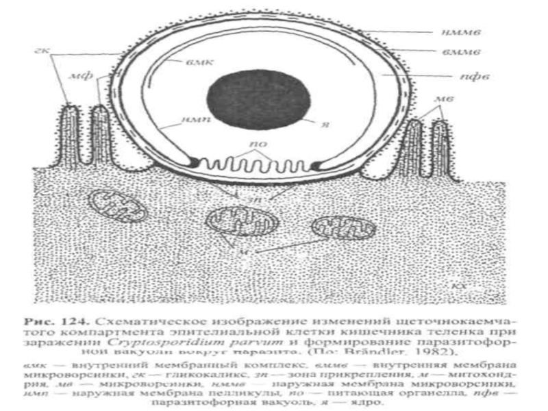 САРКОЦИСТОЗЫ. БЕЗНОИТИОЗ. КРИПТОСПОРИДИОЗЫ