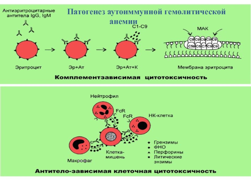 Схема патогенеза аутоиммунных заболеваний