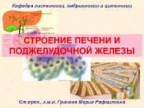 СТРОЕНИЕ ПЕЧЕНИ И ПОДЖЕЛУДОЧНОЙ ЖЕЛЕЗЫ
Кафедра гистологии, эмбриологии и