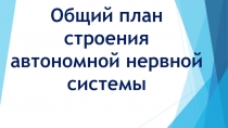 Общий план строения автономной нервной системы