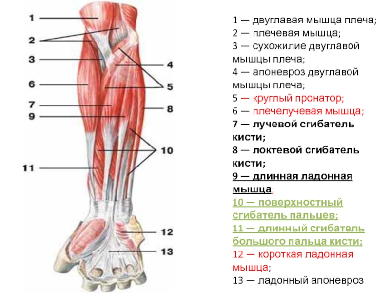 Место крепления двуглавой мышцы плеча