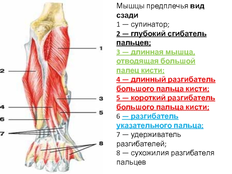 Предплечье мышцы. Длинная мышца отводящая большой палец кисти. Мышца длинный разгибатель большого пальца. Мышцы предплечья длинная отводящая большой палец. Мышцы сгибатели и разгибатели кисти.