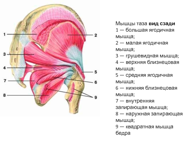 Мышцы таза