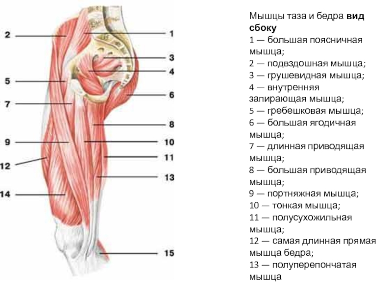 Бедро часть тела человека. Мышцы нижней конечности анатомия вид сбоку. Мышцы бедра вид спереди анатомия.