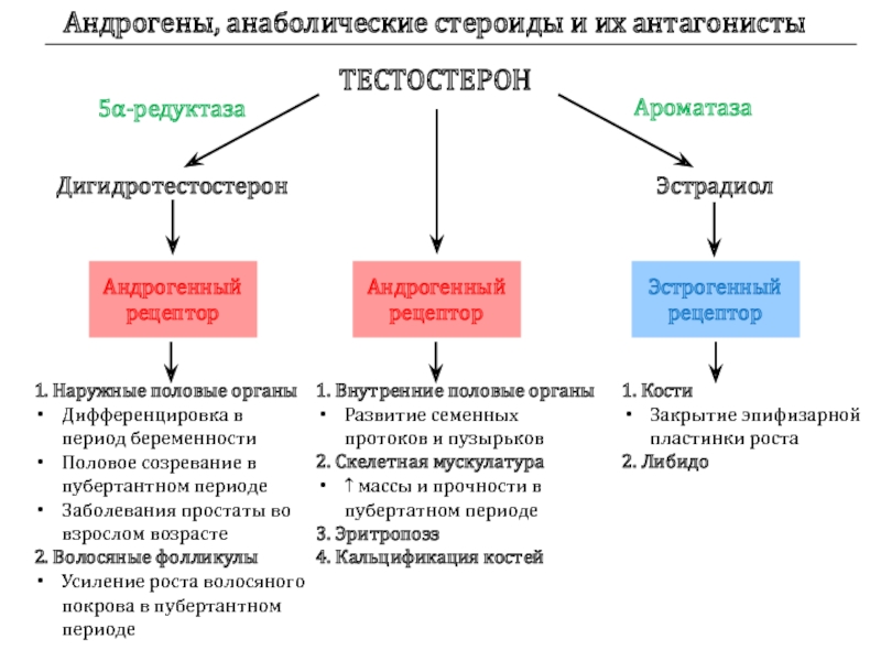 Тестостерон андроген