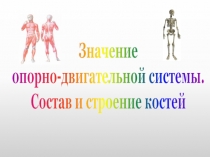 Значение
опорно-двигательной системы.
Состав и строение костей