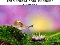 Тип Молюски. Клас Черевоногі молюски