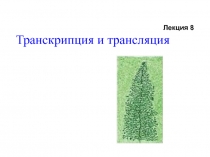 Лекция 8
Транскрипция и трансляция