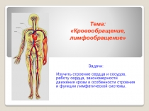 Задачи:
Изучить строение сердца и сосудов, работу сердца, закономерности
