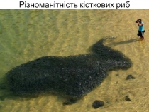 Різноманітність кісткових риб