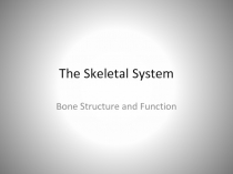 The Skeletal System