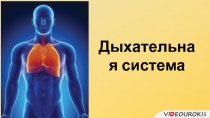 Дыхательная система