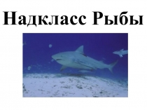 Надк ласс Рыбы