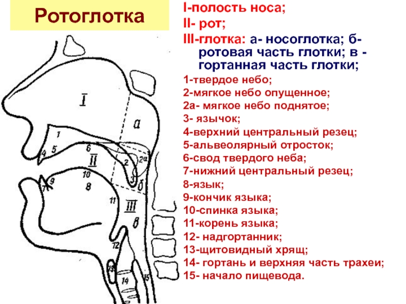 Границы полости рта. Твердое небо анатомия кт. Ротоглотка кт анатомия. Патологии речевого аппарата. Схема ротовой полости и ротоглотки.